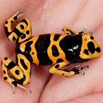 Poison dart frog